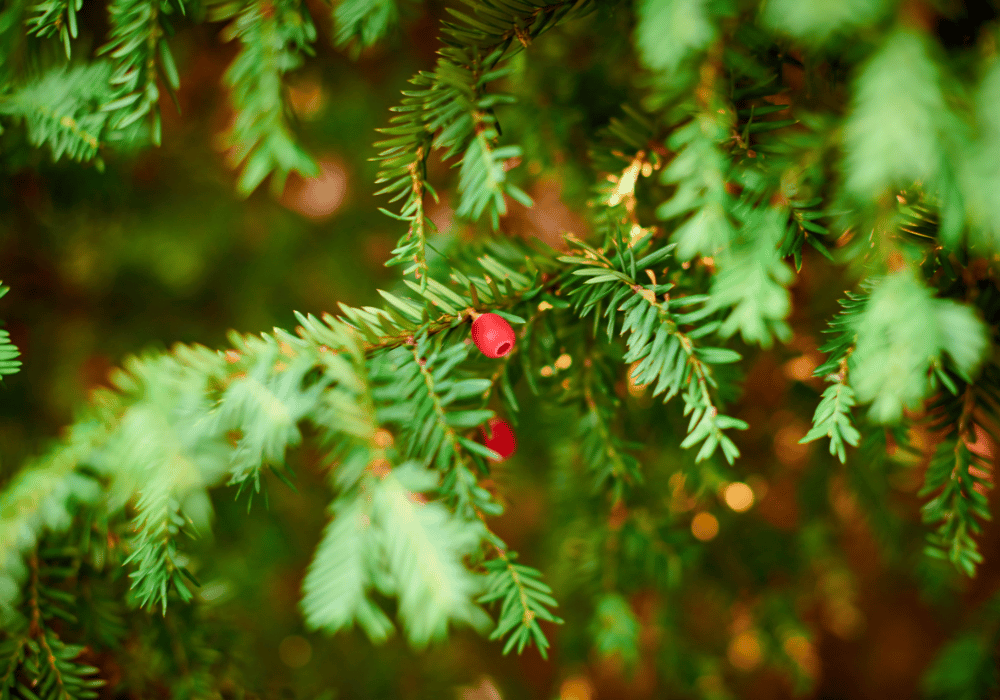 yew poisoning in horses